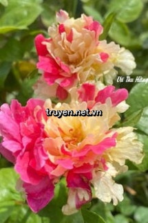 Đứng Vững Trên Chân Mình