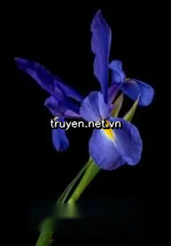 Hoa Diên Vĩ Năm Xưa