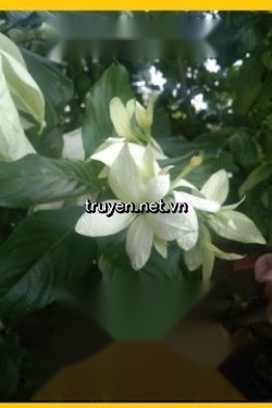 Bạch Đạo Sư
