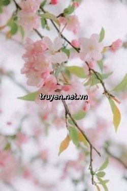Trước Nhà Quả Phụ Lắm Đào Hoa