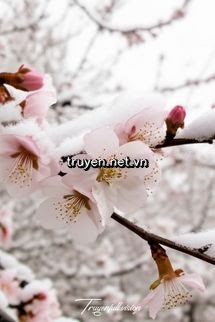 Tuyết Trên Cành Lê Hoa
