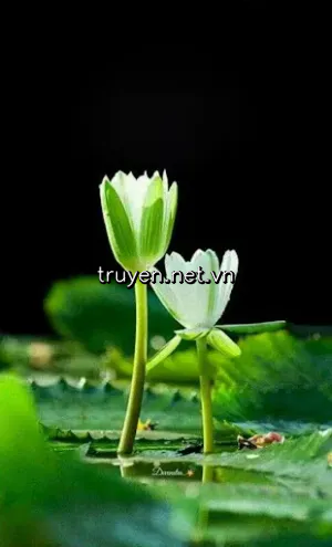 Con Đường Nữ Phụ Phản Công