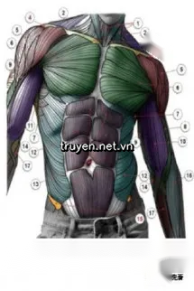 Vô Địch Từ Cường Hóa Cơ Bắp Bắt Đầu