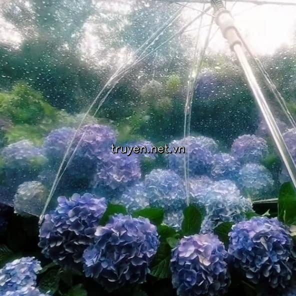 Khóm Cẩm Tú Cầu Không Còn Nở